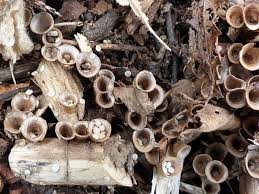 Attēlu rezultāti vaicājumam “Crucibulum laeve”