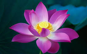 Attēlu rezultāti vaicājumam “Lotus sp. flower”