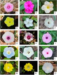 Attēlu rezultāti vaicājumam “Convolvulaceae”
