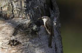 Attēlu rezultāti vaicājumam “Certhia familiaris adult”