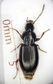 Attēlu rezultāti vaicājumam “Pterostichus sp.”