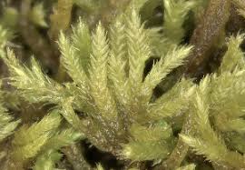 Attēlu rezultāti vaicājumam “Isothecium alopecuroides”