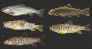 Image result for Salmo pellegrini