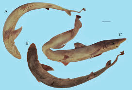 Image result for Paragaleus pectoralis