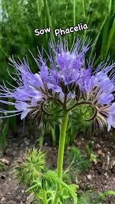 Attēlu rezultāti vaicājumam “Phacelia tanacetifolia flower”