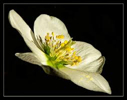 Image result for Christrose