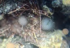 Attēlu rezultāti vaicājumam “Comatricha ellae spores”