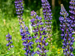 Image result for Lupinus polyphyllus Lindl.