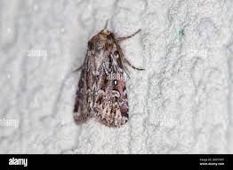 Attēlu rezultāti vaicājumam “Lycophotia porphyrea”