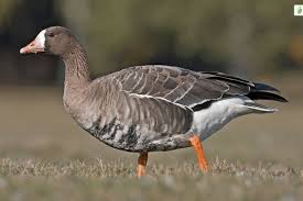 Attēlu rezultāti vaicājumam “Anser albifrons adult”