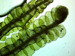 Attēlu rezultāti vaicājumam “Odontoschisma sphagni”