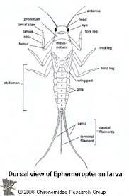 Attēlu rezultāti vaicājumam “Ephemeroptera”