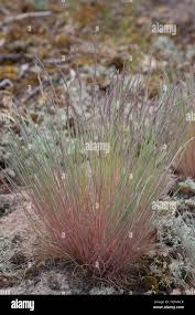 Attēlu rezultāti vaicājumam “Corynephorus canescens”