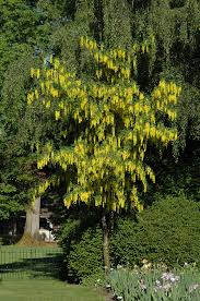 Attēlu rezultāti vaicājumam “Laburnum”