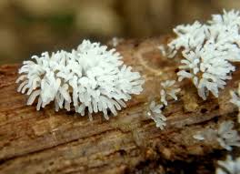 Attēlu rezultāti vaicājumam “Physarum viride var. aurantium spores”