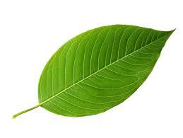 Attēlu rezultāti vaicājumam “leaf”