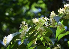 Attēlu rezultāti vaicājumam “Tilia amurensis”