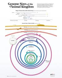 Image result for genome sizes