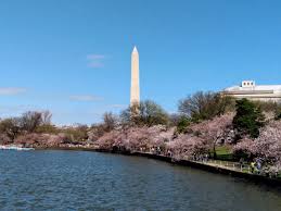 Image result for "cherry blossom" washington