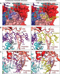 Image result for the end of the t-loop structure