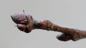 Attēlu rezultāti vaicājumam “Quercus robur bud”