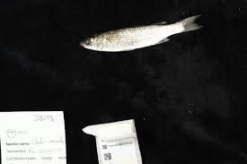 Image result for Chelon labrosus