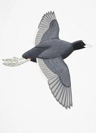 Attēlu rezultāti vaicājumam “Fulica atra adult”