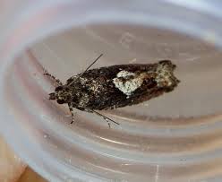 Attēlu rezultāti vaicājumam “Epinotia immundana”