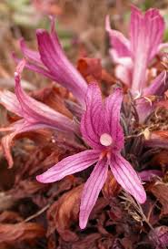 Attēlu rezultāti vaicājumam “Orobanche elatior bud”