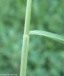 Attēlu rezultāti vaicājumam “Molinia caerulea leaf”