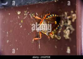 Attēlu rezultāti vaicājumam “Pinthaeus sanguinipes”