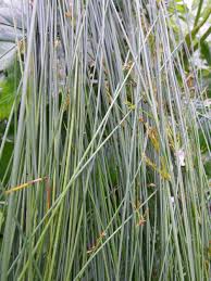 Attēlu rezultāti vaicājumam “Juncus inflexus bud”