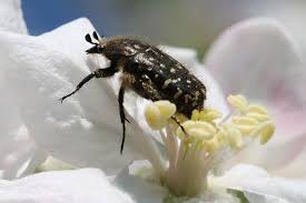 Attēlu rezultāti vaicājumam “Oxythyrea funesta imago”