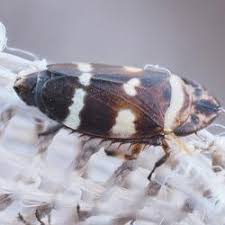 Attēlu rezultāti vaicājumam “Planaphrodes sp.”