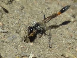 Attēlu rezultāti vaicājumam “Ammophila sp.”