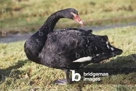 Attēlu rezultāti vaicājumam “Cygnus atratus”