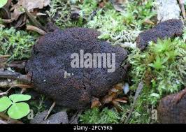 Attēlu rezultāti vaicājumam “Tubifera montana macro”