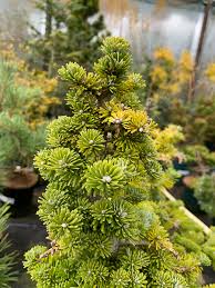 Attēlu rezultāti vaicājumam “Abies veitchii”