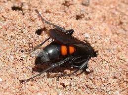 Attēlu rezultāti vaicājumam “Anoplius viaticus”