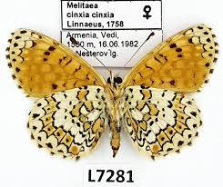 Attēlu rezultāti vaicājumam “Melitaea cinxia”
