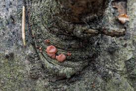 Attēlu rezultāti vaicājumam “Craterocolla cerasi”