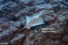 Image result for Myliobatis freminvillei