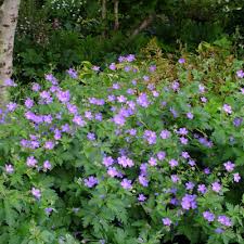 Attēlu rezultāti vaicājumam “Geranium sylvaticum bud”