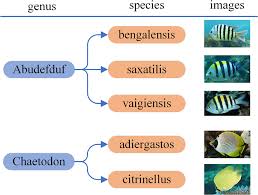 Image result for genus