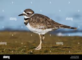 Image result for Charadrius vociferus