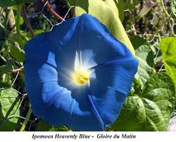 Image result for Ipomoea Heavenly Blue