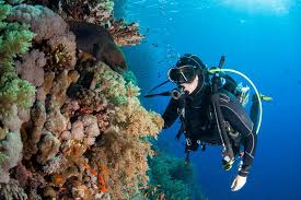 Image result for Great Western Divers
