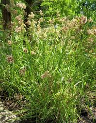 Attēlu rezultāti vaicājumam “Luzula luzuloides”