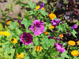 Image result for Malve