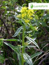 Attēlu rezultāti vaicājumam “Erysimum cheiranthoides flower”